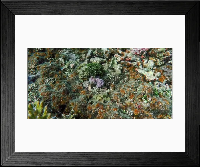 Framed Print : Vibrant coral reef with live and dead corals, surrounded by schooling reef fish in Bawean Island, East Java, Indonesia Framed Print : Vibrant coral reef with live and dead corals, surrounded by schooling reef fish in Bawean Island, East Java, Indonesia