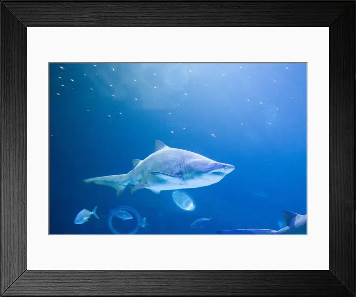 Framed Print : Sand Tiger Sharks swimming in clear blue water, surrounded by smaller fish. Underwater scene in Gran Canaria Framed Print : Sand Tiger Sharks swimming in clear blue water, surrounded by smaller fish. Underwater scene in Gran Canaria