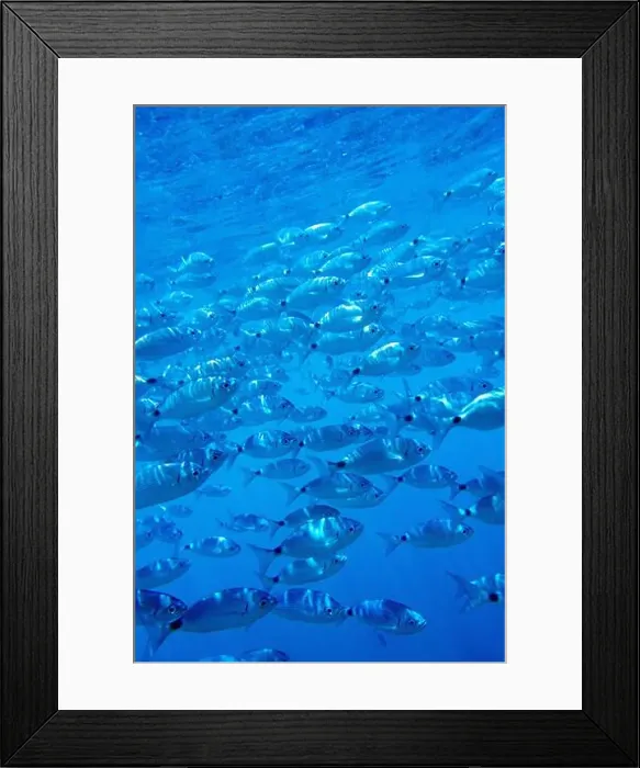 Framed Print : Saddled Seabream, Saddled Bream Framed Print : Saddled Seabream, Saddled Bream