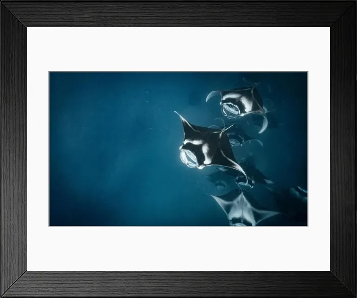 Framed Print : Manta ray feeding on plankton in the Maldives