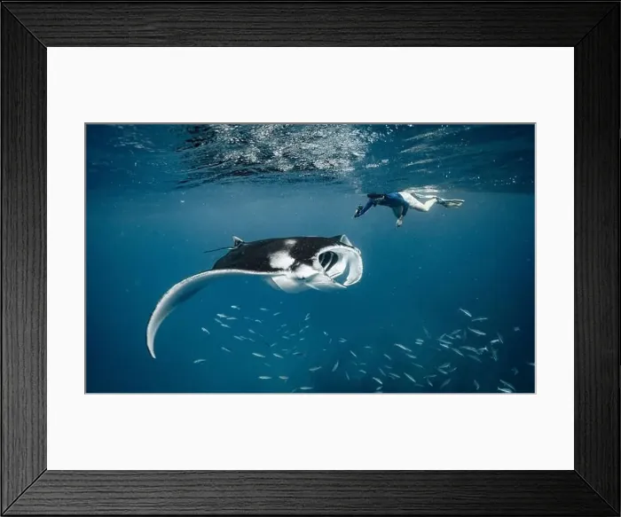 Framed Print : swimming with Manta ray that feeding on plankton in the Maldives Framed Print : swimming with Manta ray that feeding on plankton in the Maldives