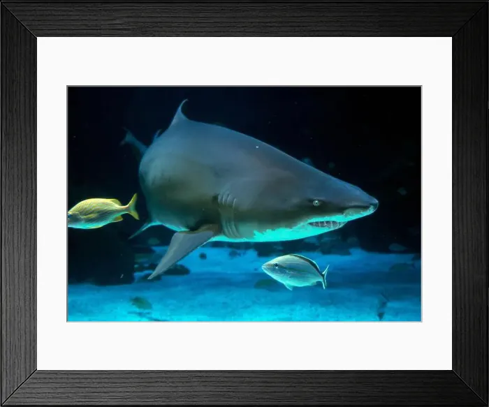 Framed Print : A Sand tiger shark underwater coming to you Framed Print : A Sand tiger shark underwater coming to you