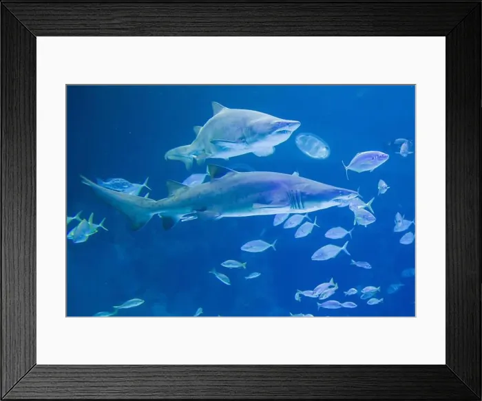 Framed Print : Sand Tiger Sharks swimming in clear blue water, surrounded by smaller fish. Underwater scene in Gran Canaria Framed Print : Sand Tiger Sharks swimming in clear blue water, surrounded by smaller fish. Underwater scene in Gran Canaria