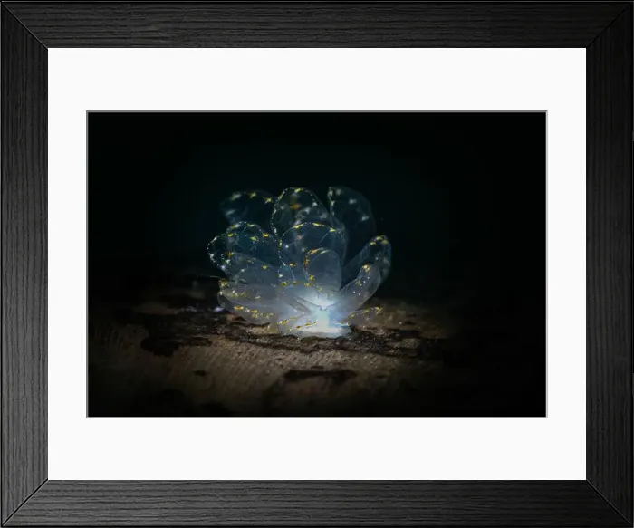 Framed Print : Elegant Butterfly Slug (Cyerce elegans). Underwater macro photography from Romblon, Philippines Framed Print : Elegant Butterfly Slug (Cyerce elegans). Underwater macro photography from Romblon, Philippines