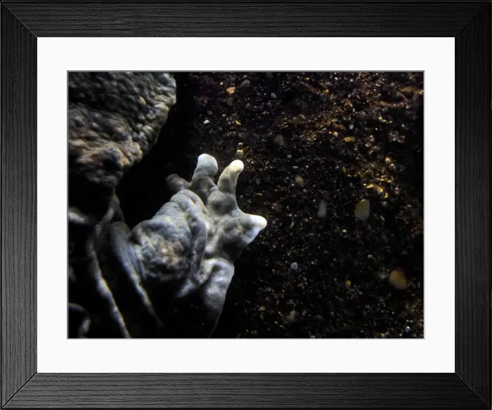 Framed Print : An Eastern Hellbender Cryptobrancus Alleganiensis underwater Framed Print : An Eastern Hellbender Cryptobrancus Alleganiensis underwater