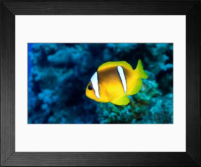 Framed Print : Red Sea Clownfish, Two Banded Anemonefish, Amphiprion bicintus, Coral Reef, Red Sea, Egypt, Africa Framed Print : Red Sea Clownfish, Two Banded Anemonefish, Amphiprion bicintus, Coral Reef, Red Sea, Egypt, Africa