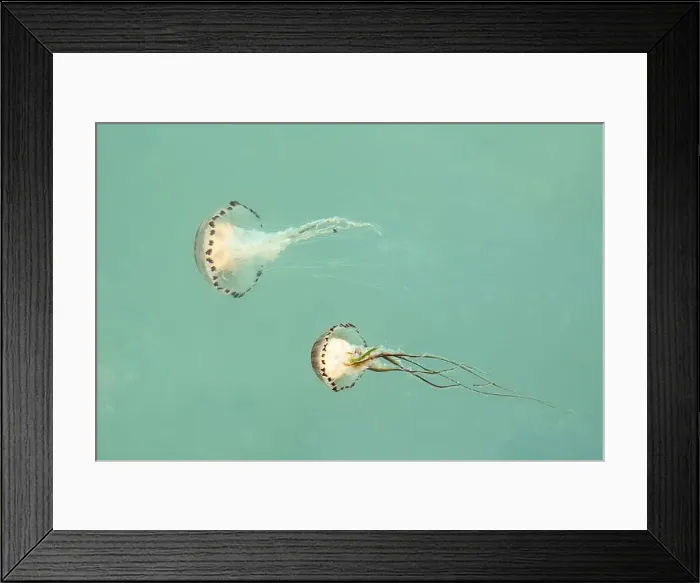 Framed Print : Two compass jellyfish, Chrysaora hysoscella, in the Atlantic Ocean Framed Print : Two compass jellyfish, Chrysaora hysoscella, in the Atlantic Ocean