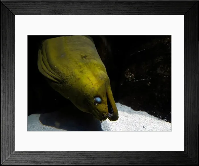 Framed Print : A blind green mooray eel close up Framed Print : A blind green mooray eel close up