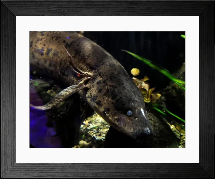 Framed Print : A West african lungfish Protopterus annectens underwater portrait Framed Print : A West african lungfish Protopterus annectens underwater portrait