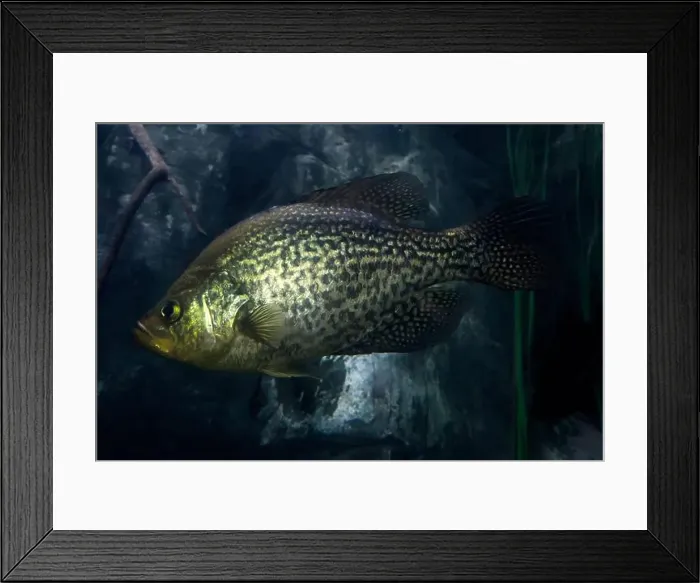 Framed Print : A Freshwater Smallmouth bass micropterus dolomieu underwater