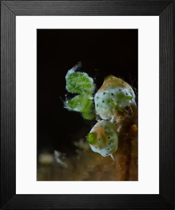 Framed Print : Tiny Green Hairy Shrimp (Phycocaris sp). Underwater macro photography from Romblon, Philippines Framed Print : Tiny Green Hairy Shrimp (Phycocaris sp). Underwater macro photography from Romblon, Philippines
