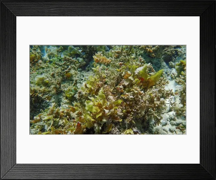 Framed Print : Vibrant coral reef with live and dead corals, surrounded by schooling reef fish in Bawean Island, East Java, Indonesia Framed Print : Vibrant coral reef with live and dead corals, surrounded by schooling reef fish in Bawean Island, East Java, Indonesia