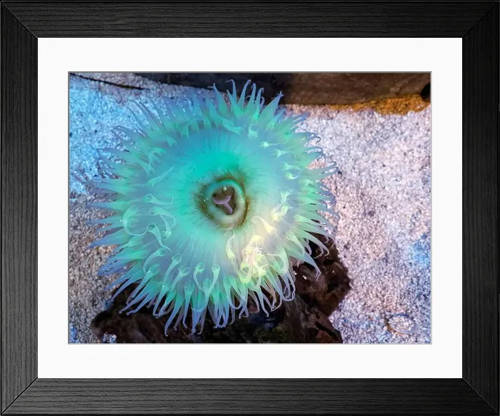 Framed Print : An Anthopleura elegantissima anemone underwater life