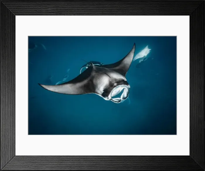 Framed Print : Manta ray feeding on plankton in the Maldives Framed Print : Manta ray feeding on plankton in the Maldives