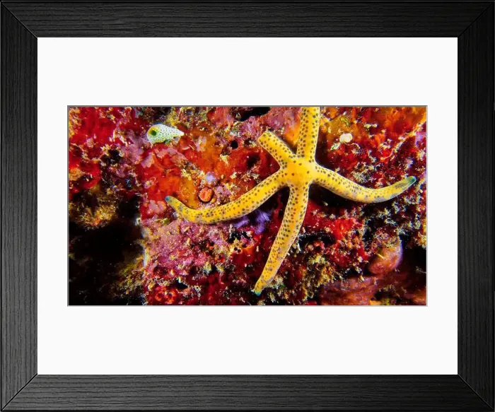 Framed Print : Multi Pore Sea Star, Linckia multifora Framed Print : Multi Pore Sea Star, Linckia multifora