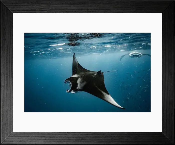 Framed Print : Manta ray feeding on plankton in the Maldives Framed Print : Manta ray feeding on plankton in the Maldives