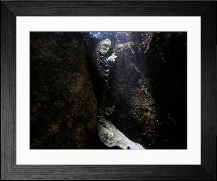 Framed Print : An Eastern Hellbender Cryptobrancus Alleganiensis underwater