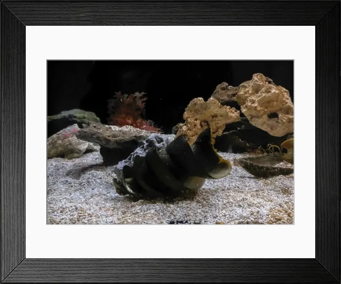 Framed Print : port jackson shark eggs underwater detail Framed Print : port jackson shark eggs underwater detail