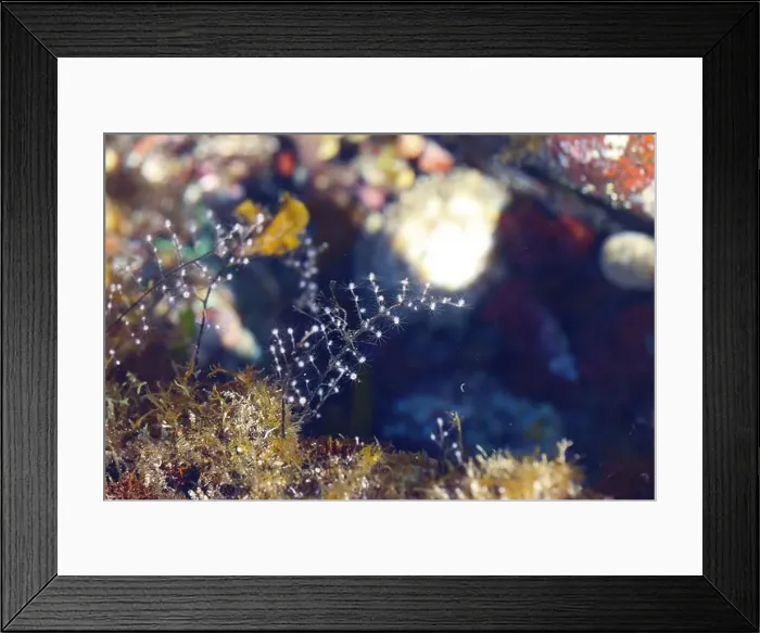 Framed Print : Christmas tree hydroid (Pennaria disticha) a colony of tiny polyps in rock pools, Tenerife, Spain Framed Print : Christmas tree hydroid (Pennaria disticha) a colony of tiny polyps in rock pools, Tenerife, Spain