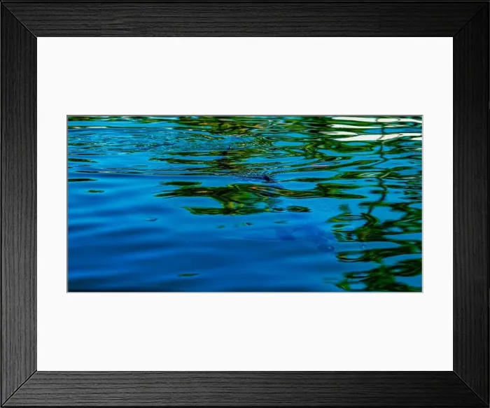 Framed Print : An abstract photo of a Tarpon (Megalops atlanticus) just under the surface of the water in a canal in the Florida Keys Framed Print : An abstract photo of a Tarpon (Megalops atlanticus) just under the surface of the water in a canal in the Florida Keys