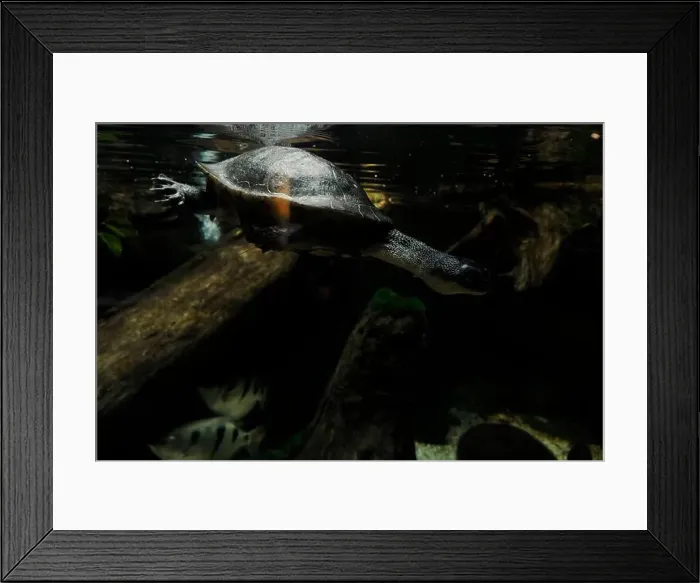 Framed Print : A new guinea snake necked turtle chelodina novae guinaeae underwater