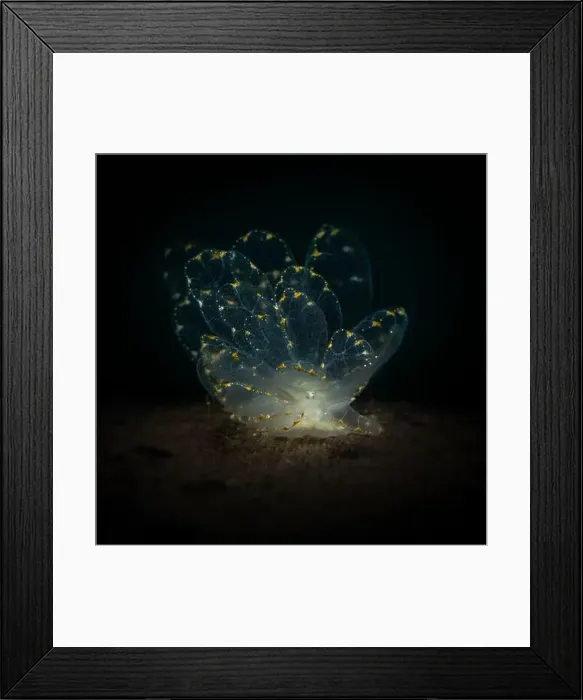 Framed Print : Elegant Butterfly Slug (Cyerce elegans). Underwater macro photography from Romblon, Philippines Framed Print : Elegant Butterfly Slug (Cyerce elegans). Underwater macro photography from Romblon, Philippines