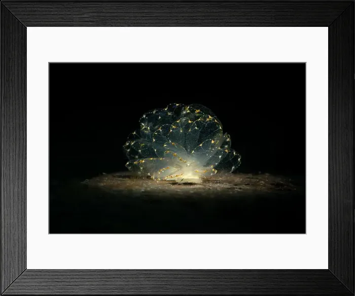 Framed Print : Elegant Butterfly Slug (Cyerce elegans). Underwater macro photography from Romblon, Philippines Framed Print : Elegant Butterfly Slug (Cyerce elegans). Underwater macro photography from Romblon, Philippines