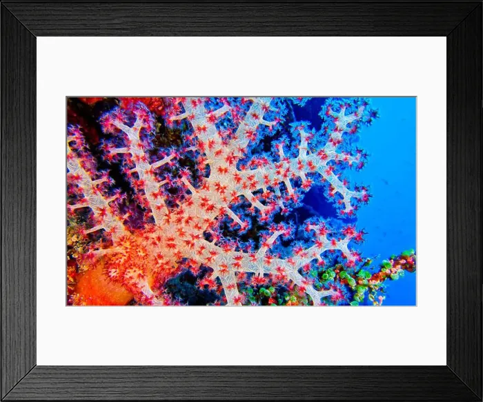 Framed Print : Multi-branched Coral Trees, Soft Coral Framed Print : Multi-branched Coral Trees, Soft Coral