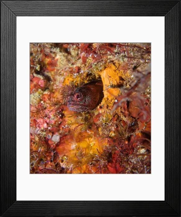 Framed Print : Neoclinus bryope - Bryopectin blenny Framed Print : Neoclinus bryope - Bryopectin blenny