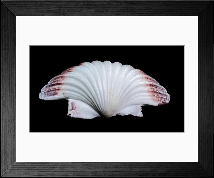 Framed Print : Close-up of a red and white Pecten jacobaeus scallop shell from the Pectinidae family Framed Print : Close-up of a red and white Pecten jacobaeus scallop shell from the Pectinidae family