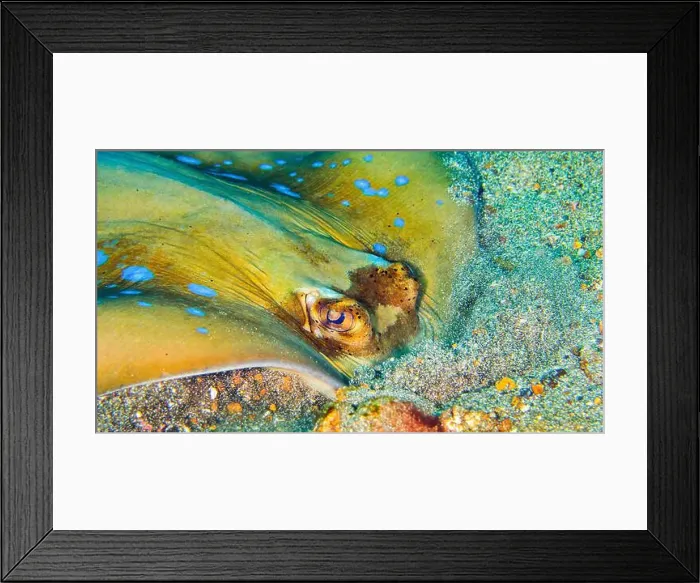 Framed Print : Blue-spotted Ribbontail Ray, Taeniura lymna, Reef Building Corals, Coral Reef, Lembeh, North Sulawesi, Indonesia, Asia Framed Print : Blue-spotted Ribbontail Ray, Taeniura lymna, Reef Building Corals, Coral Reef, Lembeh, North Sulawesi, Indonesia, Asia