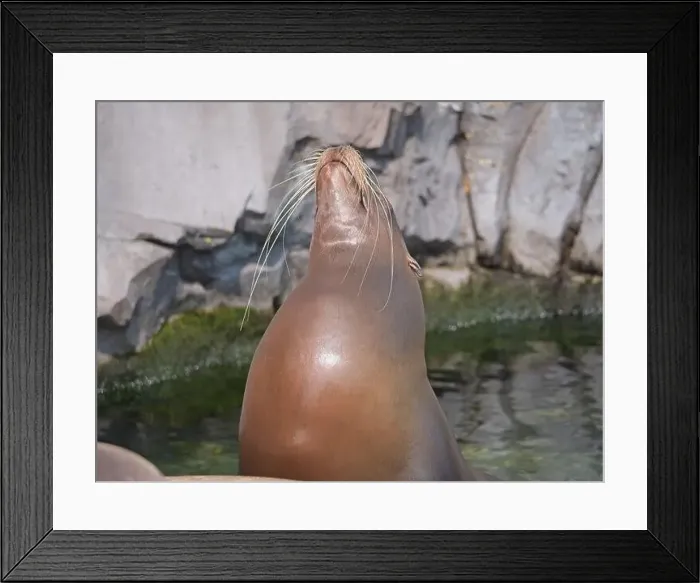 Framed Print : Wildlands Zoo, Emmen Framed Print : Wildlands Zoo, Emmen