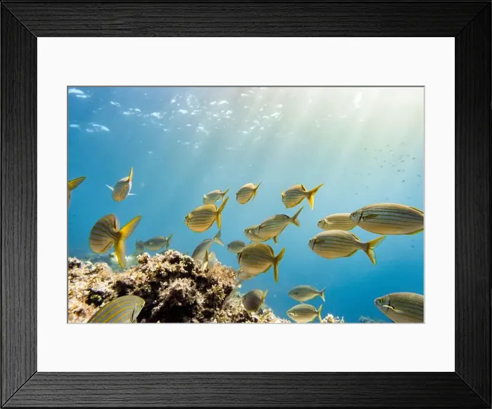 Framed Print : A striking underwater scene captures a school of Salema fish gracefully swimming among coral reefs under the sunlit Framed Print : A striking underwater scene captures a school of Salema fish gracefully swimming among coral reefs under the sunlit