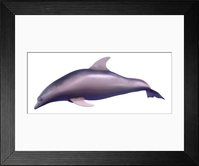Framed Print : 3D rendering of a dolphin isolated on white background Framed Print : 3D rendering of a dolphin isolated on white background