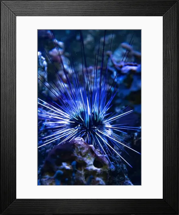 Framed Print : Long spines sea urchin (Diadema setosum) hiding among the corals Framed Print : Long spines sea urchin (Diadema setosum) hiding among the corals