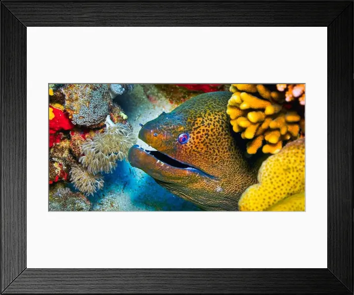 Framed Print : Giant moray, Gymnothorax jovanicus, Coral Reef, Red Sea, Egypt, Africa Framed Print : Giant moray, Gymnothorax jovanicus, Coral Reef, Red Sea, Egypt, Africa