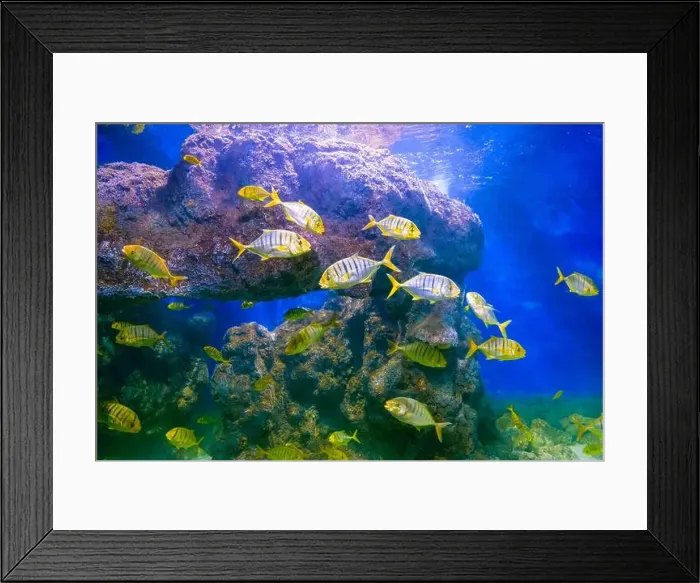 Framed Print : School of large fish, golden trevally, scientific name Gnathanodon speciosus, fish in an aquarium Framed Print : School of large fish, golden trevally, scientific name Gnathanodon speciosus, fish in an aquarium