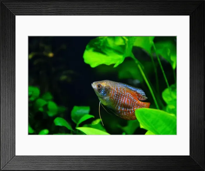 Framed Print : A beautiful dwarf gourami. is a species of gourami native to South Asia. It's a beautiful fish, very colorful Framed Print : A beautiful dwarf gourami. is a species of gourami native to South Asia. It's a beautiful fish, very colorful