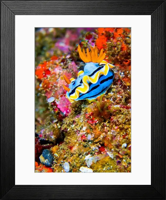 Framed Print : Sea Slug, Dorid Nudibranch, Elisabeth's Chromodoris Framed Print : Sea Slug, Dorid Nudibranch, Elisabeth's Chromodoris