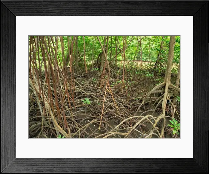 Framed Print : Root system of mangrove trees in coastal wetland forest Framed Print : Root system of mangrove trees in coastal wetland forest