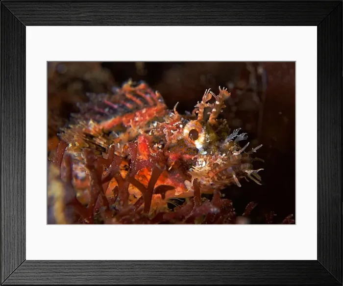 Framed Print : Parascopraena mossambica (juv.) - juvenile Mozambique scorpionfish Framed Print : Parascopraena mossambica (juv.) - juvenile Mozambique scorpionfish