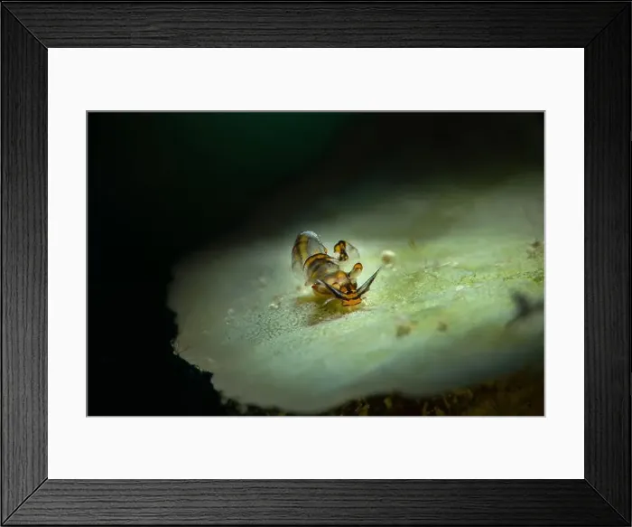 Framed Print : Nudibranch Cyerce nigra. Underwater macro photography from Romblon, Philippines Framed Print : Nudibranch Cyerce nigra. Underwater macro photography from Romblon, Philippines