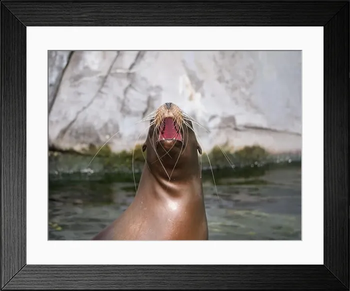 Framed Print : Wildlands Zoo, Emmen Framed Print : Wildlands Zoo, Emmen
