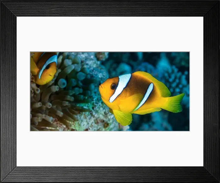 Framed Print : Red Sea Clownfish, Two Banded Anemonefish, Amphiprion bicintus, Coral Reef, Red Sea, Egypt, Africa Framed Print : Red Sea Clownfish, Two Banded Anemonefish, Amphiprion bicintus, Coral Reef, Red Sea, Egypt, Africa