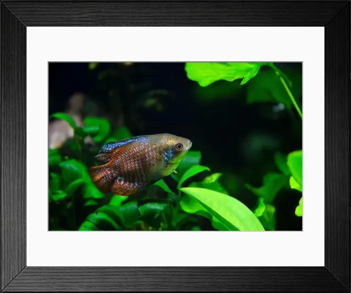 Framed Print : A beautiful dwarf gourami. is a species of gourami native to South Asia. It's a beautiful fish, very colorful Framed Print : A beautiful dwarf gourami. is a species of gourami native to South Asia. It's a beautiful fish, very colorful
