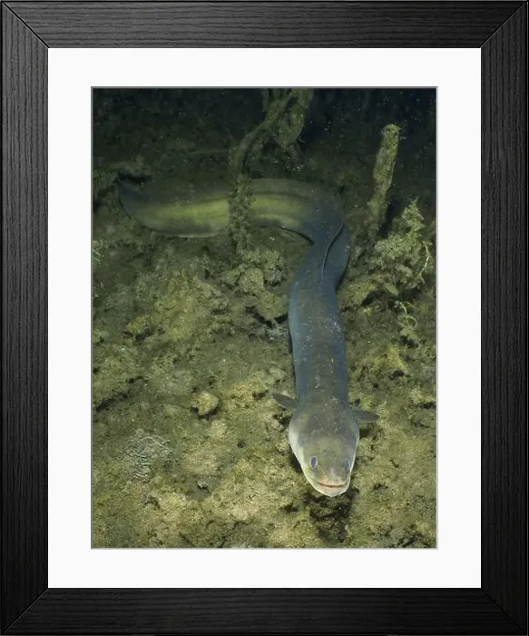 Framed Print : European eel (Anguilla anguilla) meandering over the dark sandy bottom under water Framed Print : European eel (Anguilla anguilla) meandering over the dark sandy bottom under water