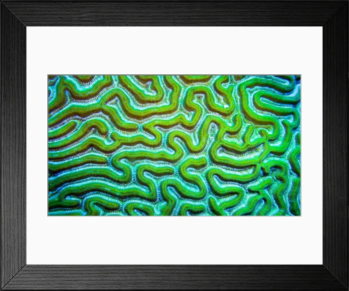 Framed Print : Brain Coral, Coral Reef, Caribbean Sea, Playa Girón, Cuba, América Framed Print : Brain Coral, Coral Reef, Caribbean Sea, Playa Girón, Cuba, América