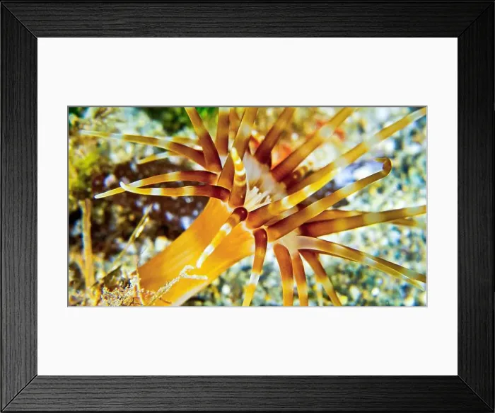 Framed Print : Anemone, Cabo Cope-Puntas del Calnegre Natural Park, Mediterranean Sea, Murcia, Region de Murcia, Spain, Europe Framed Print : Anemone, Cabo Cope-Puntas del Calnegre Natural Park, Mediterranean Sea, Murcia, Region de Murcia, Spain, Europe