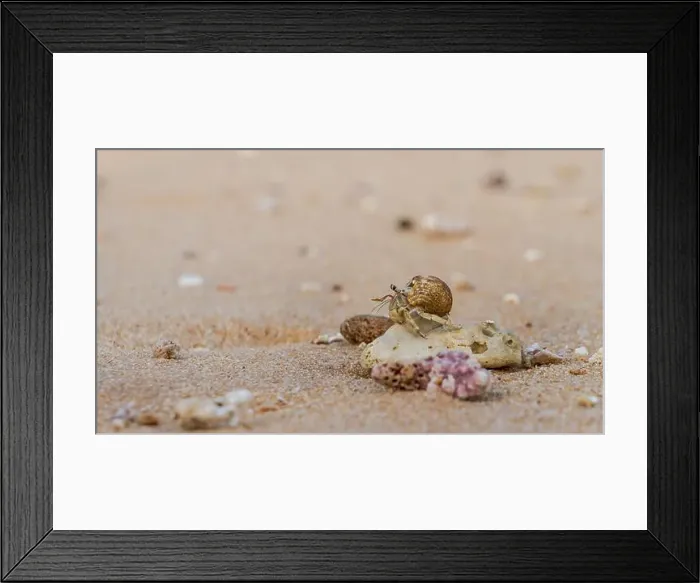 Framed Print : Doha, Qatar-January 18, 2025: A close-up of a hermit crab Framed Print : Doha, Qatar-January 18, 2025: A close-up of a hermit crab