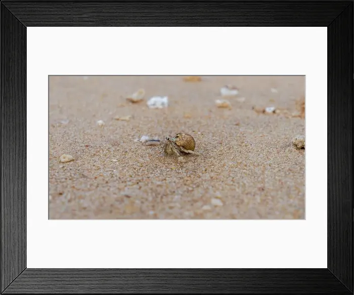 Framed Print : Doha, Qatar-January 18, 2025: A close-up of a hermit crab Framed Print : Doha, Qatar-January 18, 2025: A close-up of a hermit crab